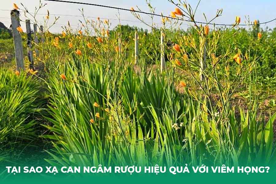 Tại sao xạ can ngâm rượu hiệu quả với viêm họng?