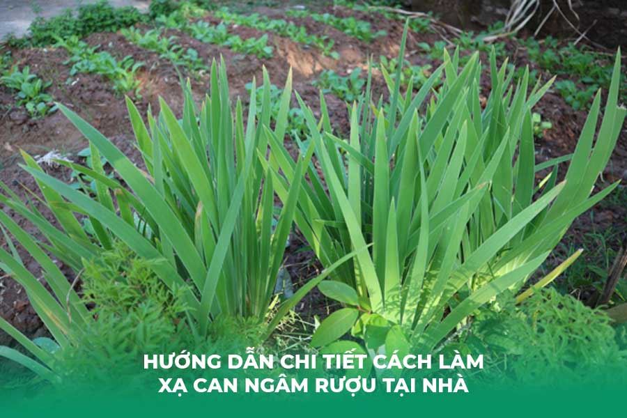 Hướng dẫn chi tiết cách làm xạ can ngâm rượu tại nhà