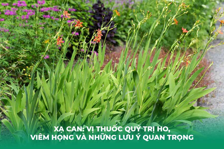 https://thienmonbophoi.com.vn/goc-suc-khoe/xa-can-vi-thuoc-quy-tri-ho-viem-hong-va-nhung-luu-y-quan-trong.html