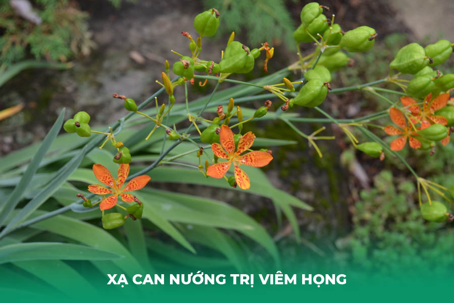 Xạ can nướng trị viêm họng