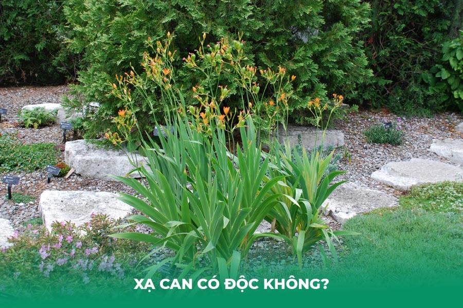 Xạ can có độc không?