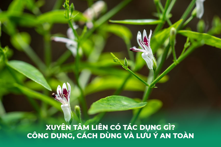 Xuyên Tâm Liên Có Tác Dụng Gì? Công Dụng, Cách Dùng Và Lưu Ý An Toàn