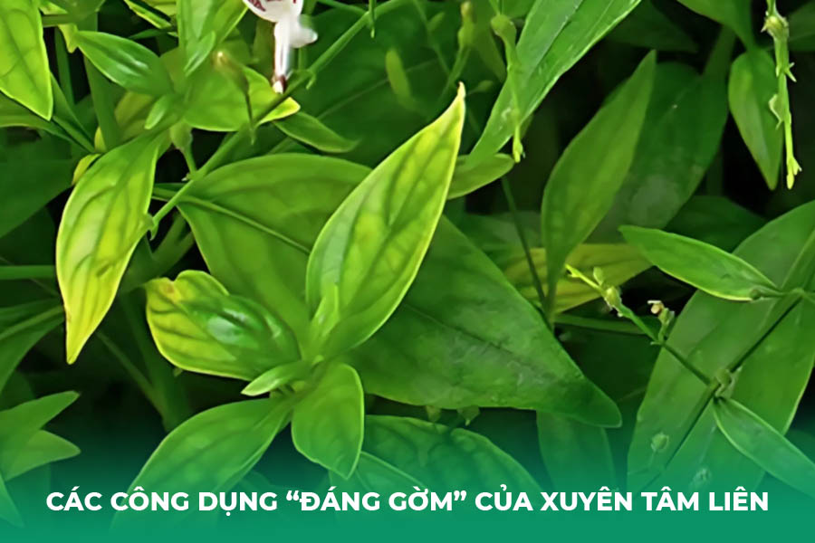 Các Công Dụng “Đáng Gờm” Của Xuyên Tâm Liên