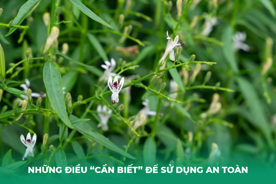 Những Điều “Cần Biết” Để Sử Dụng An Toàn