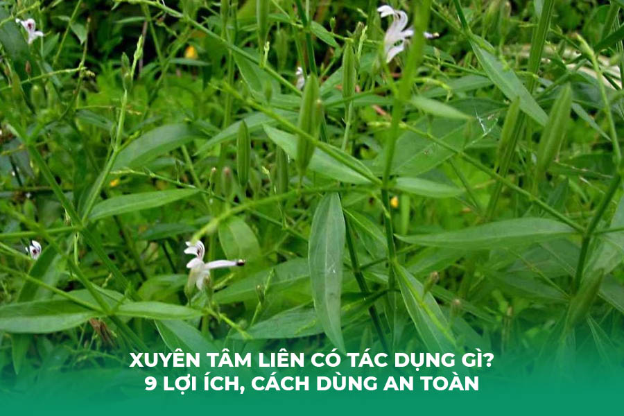 Xuyên Tâm Liên Có Tác Dụng Gì? 9 Lợi Ích, Cách Dùng An Toàn và Cảnh Báo Quan Trọng