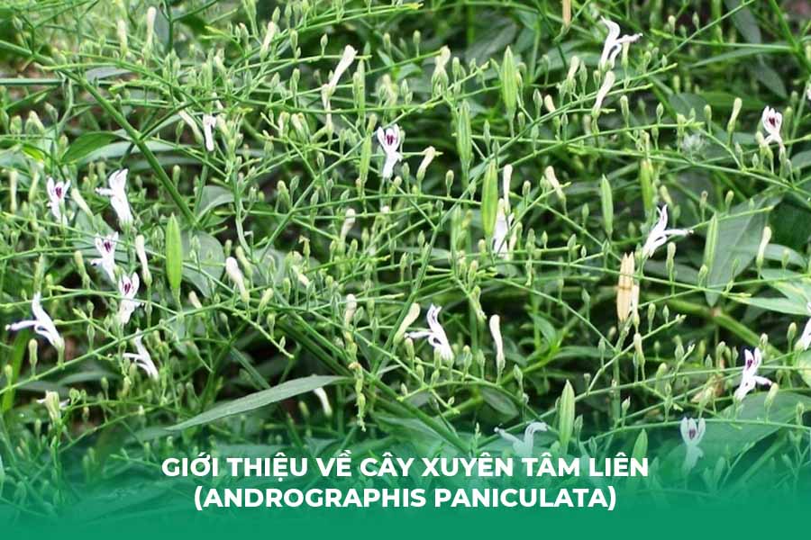 Giới Thiệu Về Cây Xuyên Tâm Liên (Andrographis paniculata)